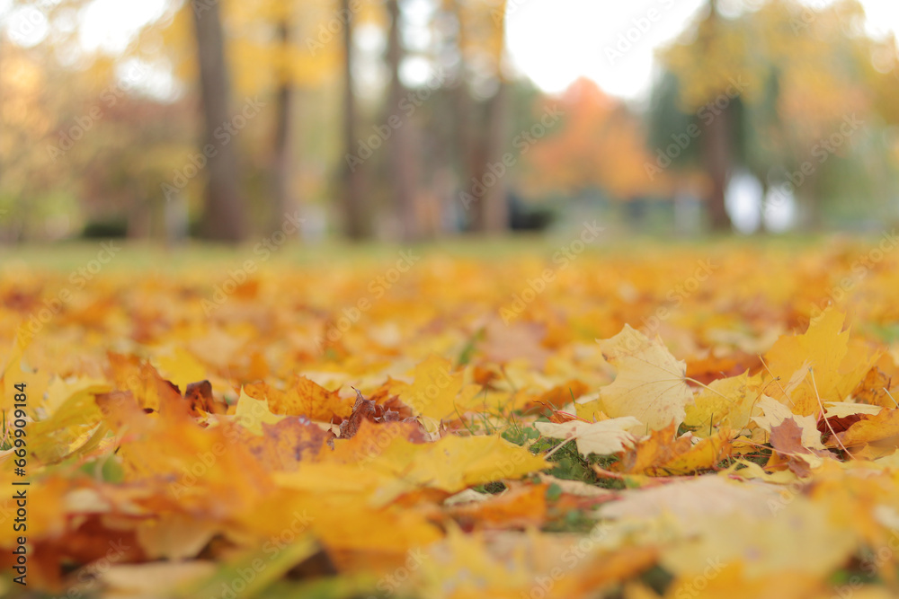 Autumn bright yellow leaves on the grass, selective focus. Autumn weather, fallen leaves close-up. Autumn landscape in the park, blurred background