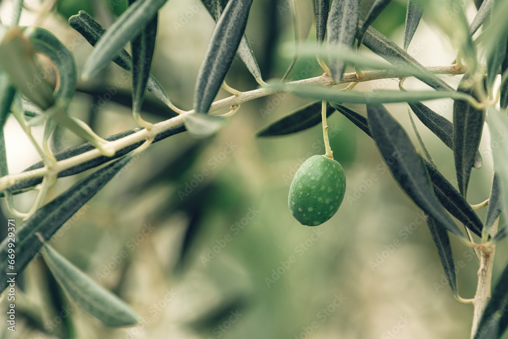 Green olive on branch in organic orchard, homegrown produce plantation