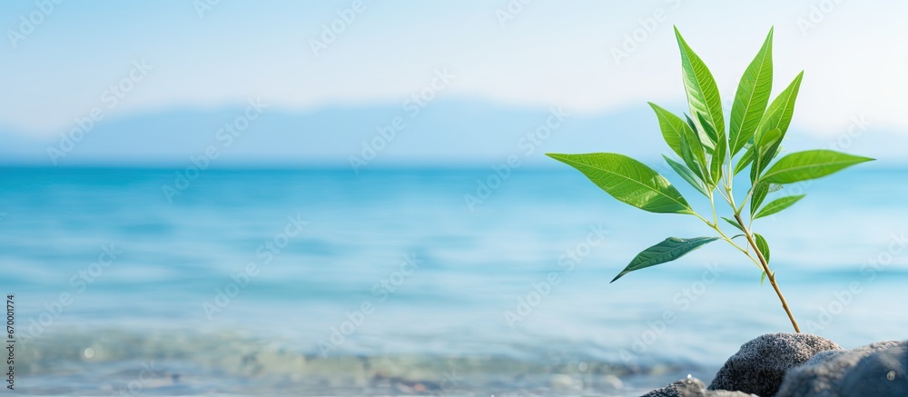 Plant closeup with sea background