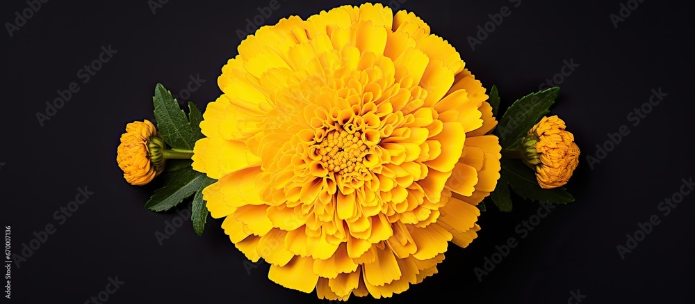 Birds eye view of a yellow marigold