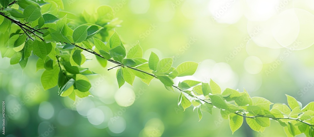 High quality wallpaper featuring a defocused green leaf on a tree in a beautiful nature background with abstract bokeh