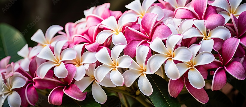 Frangipani flowers bloom in a Bangkok park