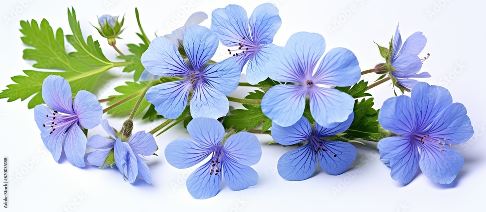 Blue meadow geranium flowers