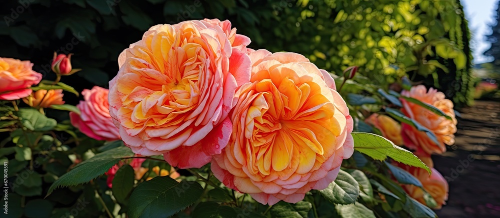 In June 2012 a garden displayed Alfred Sisleys striped orange pink double Shrub rose blooms