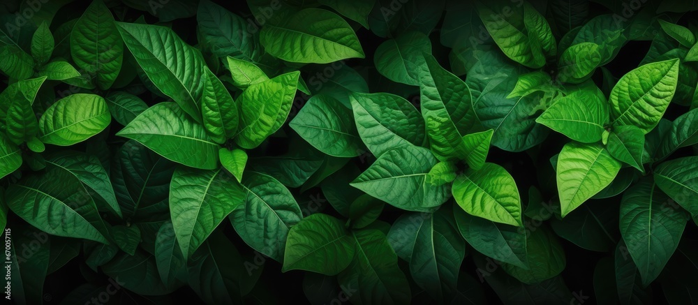 Leafy green top view background