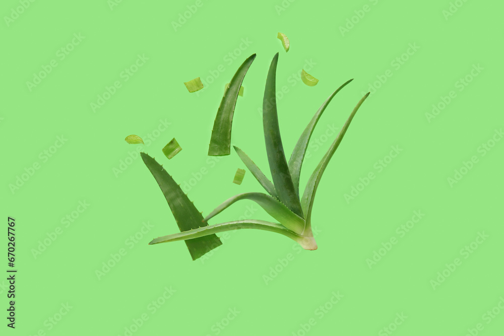 Flying cut aloe leaves on green background