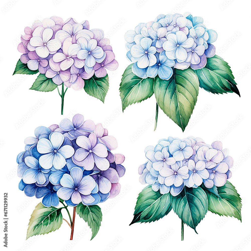 watercolor drawing, set of hydrangea flowers. realistic blue hydrangea illustration