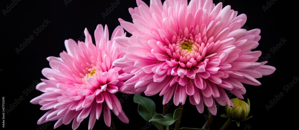 The blossom of the Aster a pink hued flower readies itself to radiate its beauty in the morning following a prolonged night