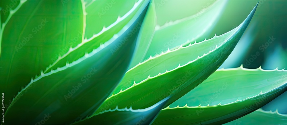 Close up photograph of vibrant emerald leaf from tropically grown agave plant in its natural habitat