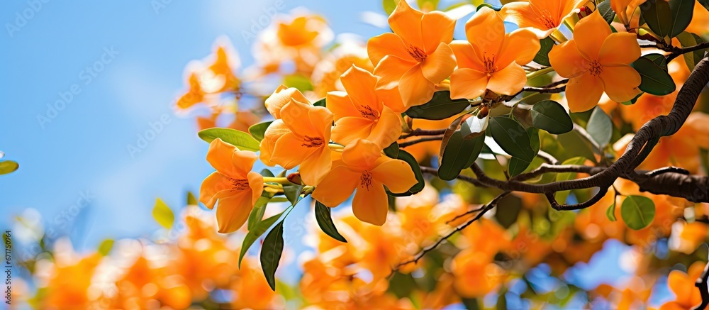 Blossoming orange blooms amid a natural backdrop of tree and nature