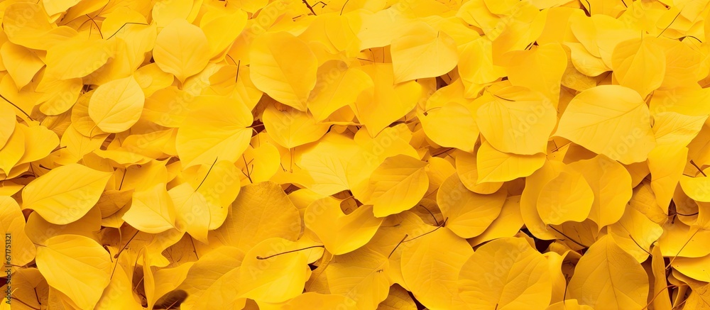 An autumnal covering of leaves adorned in shades of yellow