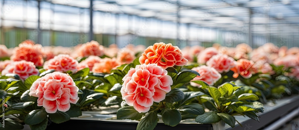 The floriculture industry utilizes modern greenhouses to grow flowers