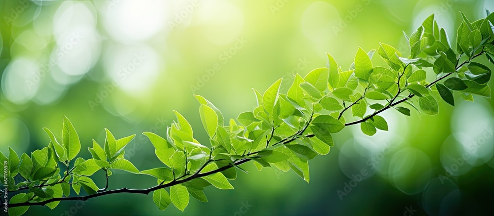 The serene beauty of nature is conveyed through the soft focus backdrop where vibrant leaves thrive in a lush and verdant display