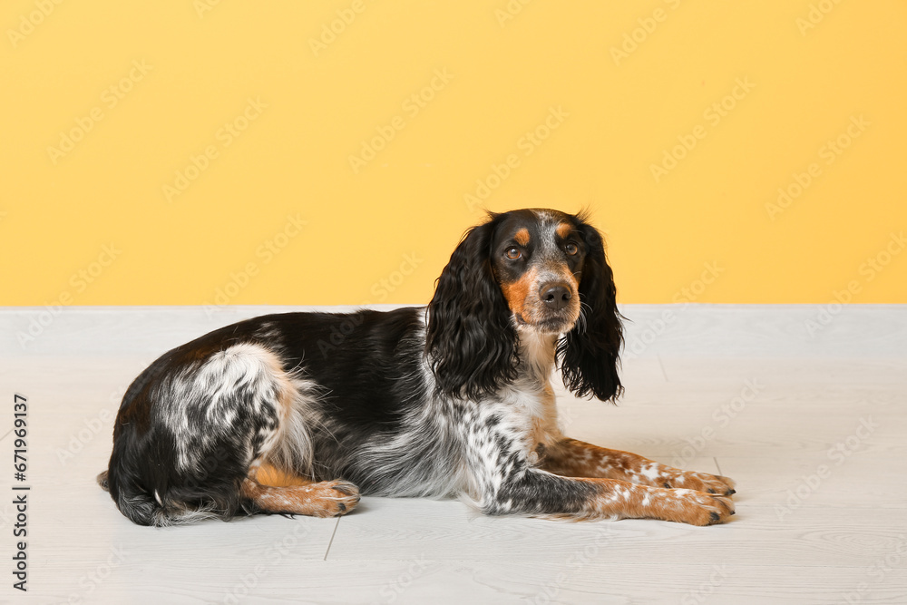 Cute cocker spaniel lying near yellow wall