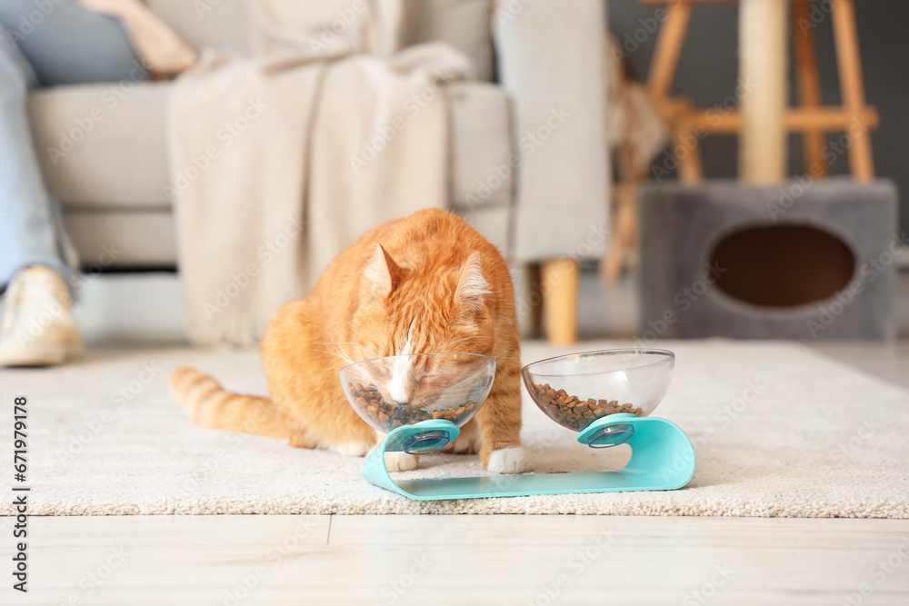 Cute cat eating from bowl at home