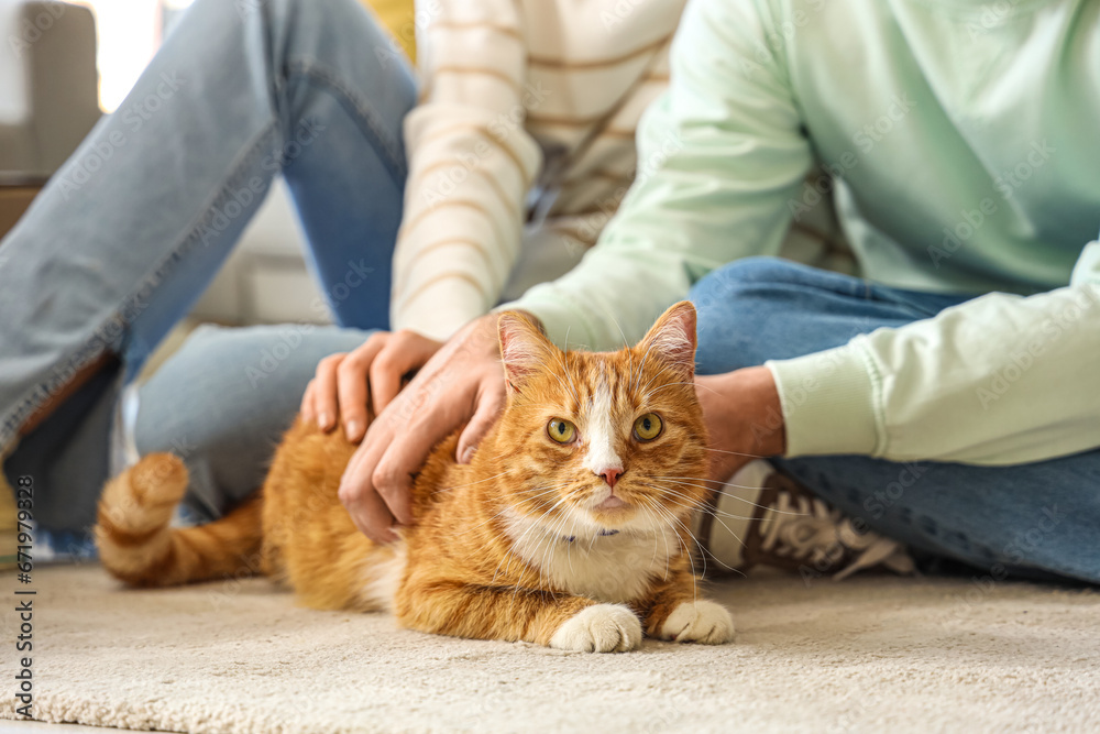 Young couple with cute cat in room on moving day, closeup