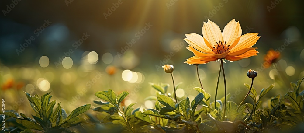 In the sunshine a bright sunbeam shines down on a green meadow illuminating a thin green stemmed flower with a dark center This flower a fusion of yellow and orange hues stands out against t