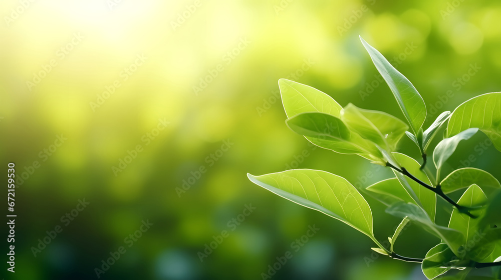 green leaves in sunlight,  green leaf on blurred  background under sunlight with bokeh and copy space