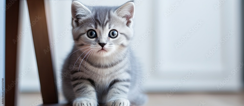 Close up of an adorable American shorthair kitten seated and observing on a white wooden chair indoors