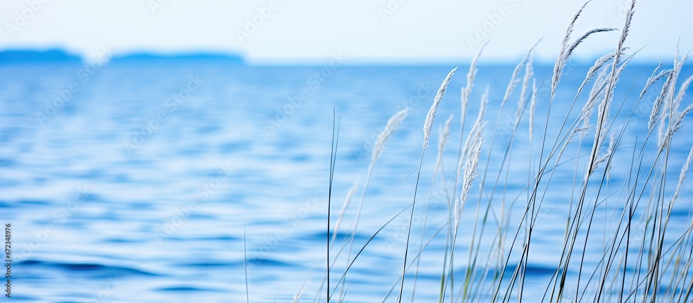 Blue water background with reeds