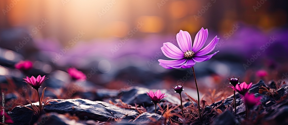 Amidst nature there is a beautiful flower that boasts the hue of purple