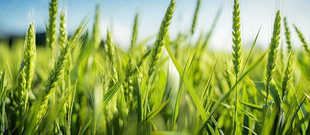 Crisp verdant grains growing in the open expanse