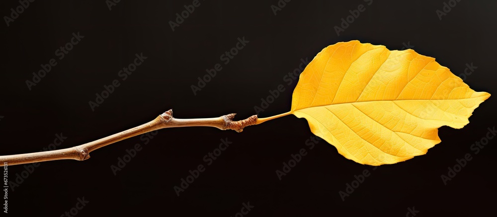 The background showcases a yellow leaf of autumn resting on a branch