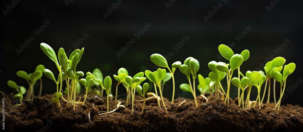 Sprouts in a vibrant shade of green have emerged from the earth