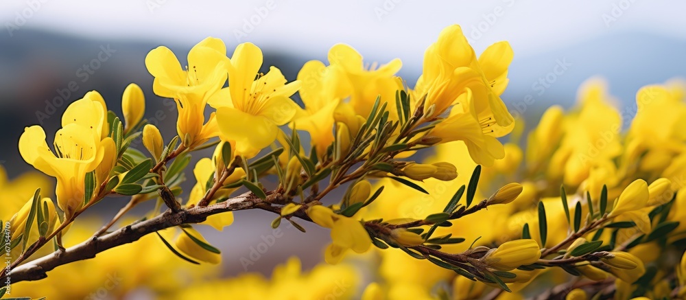 Spring showcasing the intricate details of the gorse blossom