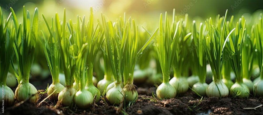 In the garden during spring there is a close up shot of young green onions called sevok placed on a bed