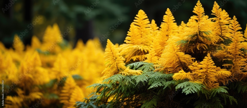 The background depicts the autumn season with Thuja western Smaragd trees covered in yellow leaves that have fallen from the trees The focus is primarily on a single leaf in the foreground