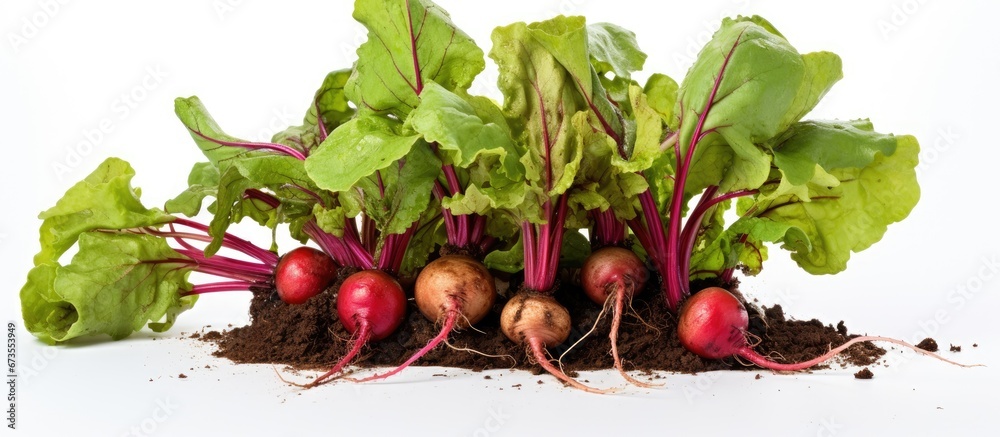 Gathered from the soil a crimson winter radish with its accompanying foliage