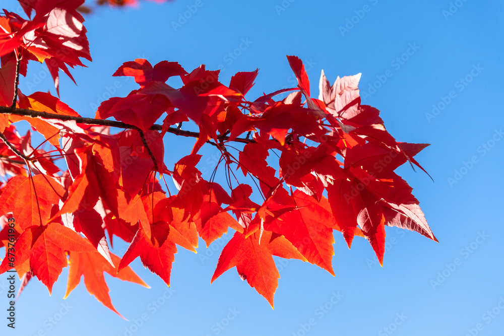 Autumn leaves of red color maple tree, fall season change blur background, view under tree looking upward against blue sky with sun flare and blurry colorful season