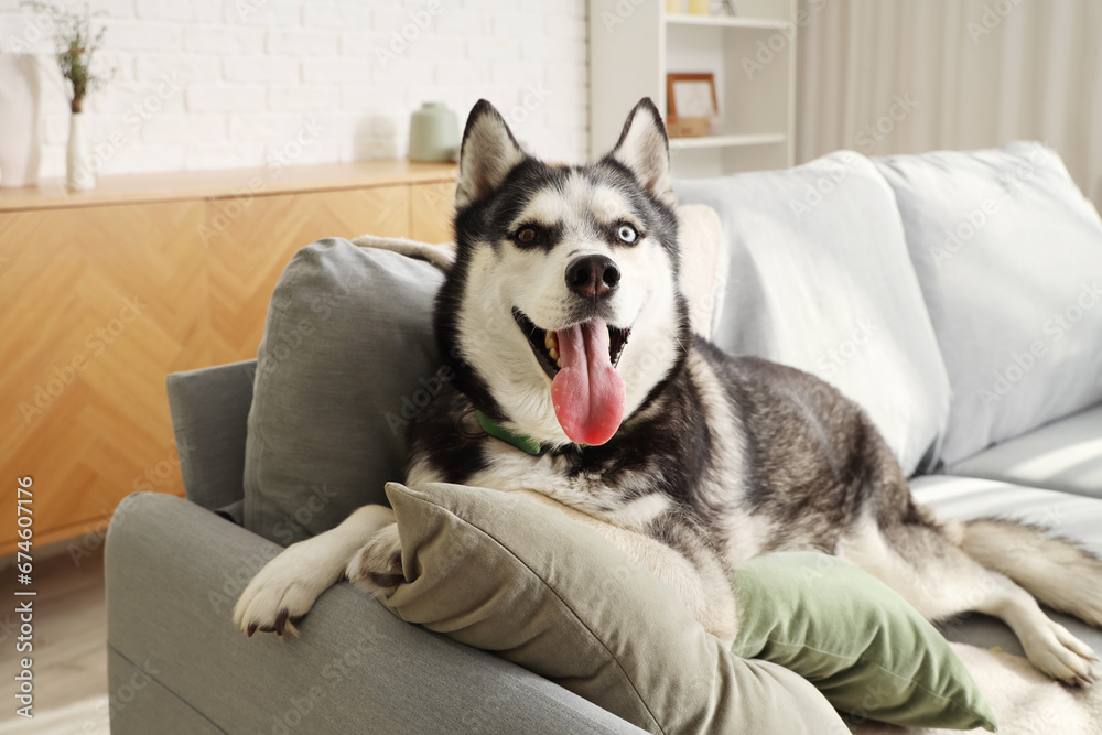 Cute Husky dog lying on sofa in living room