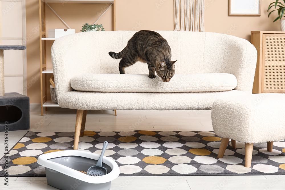 Cute cat with litter box in living room