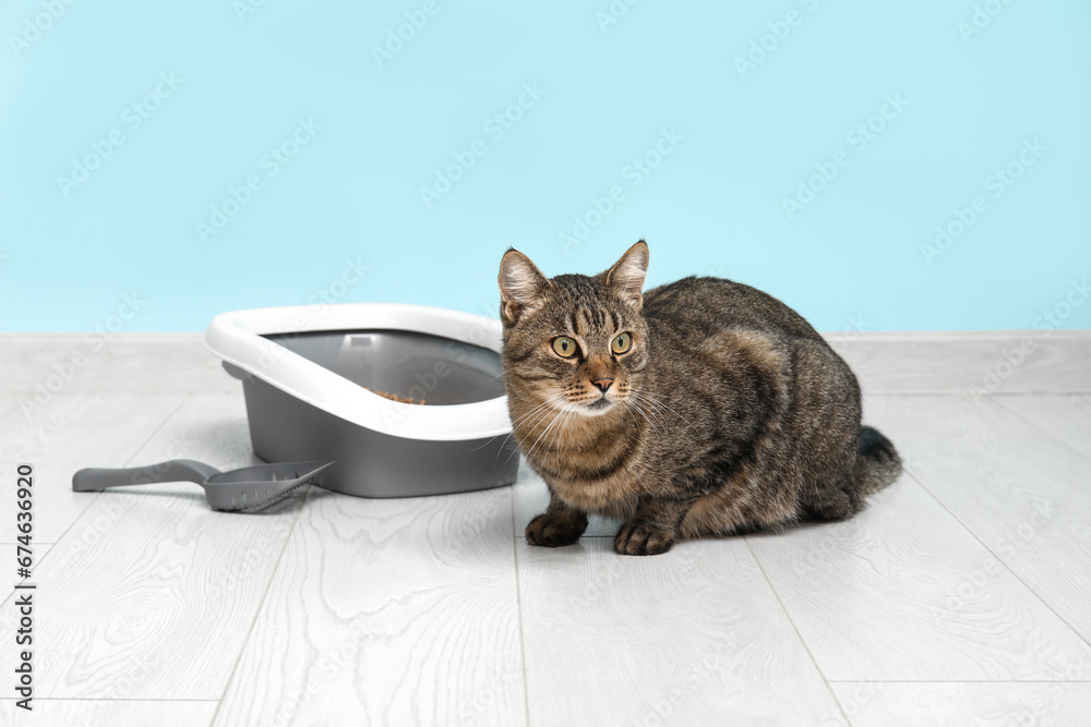 Cute cat with litter box near blue wall