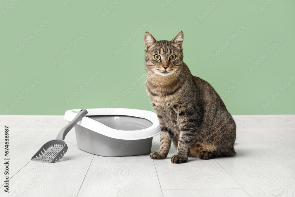 Cute cat with litter box near green wall