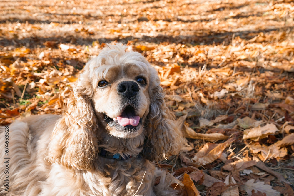 Cute cocker spaniel dog in autumn park