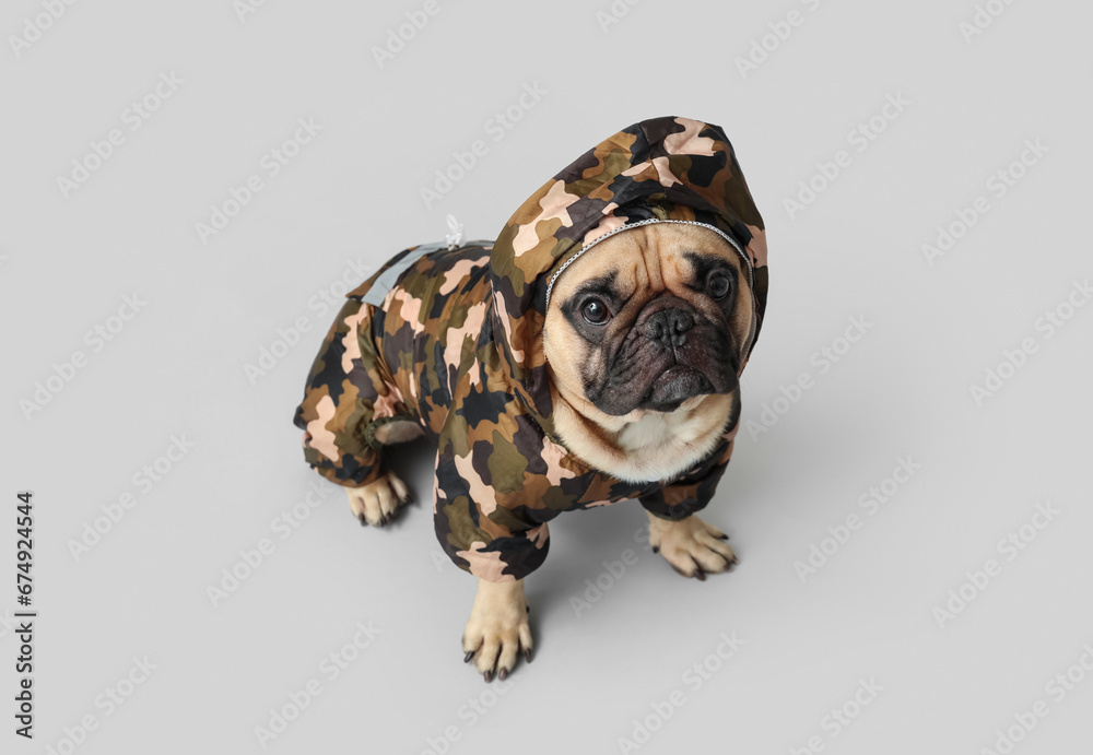 Cute French bulldog in raincoat on light background