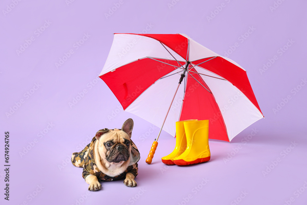 Cute French bulldog in raincoat with gumboots and umbrella on lilac background