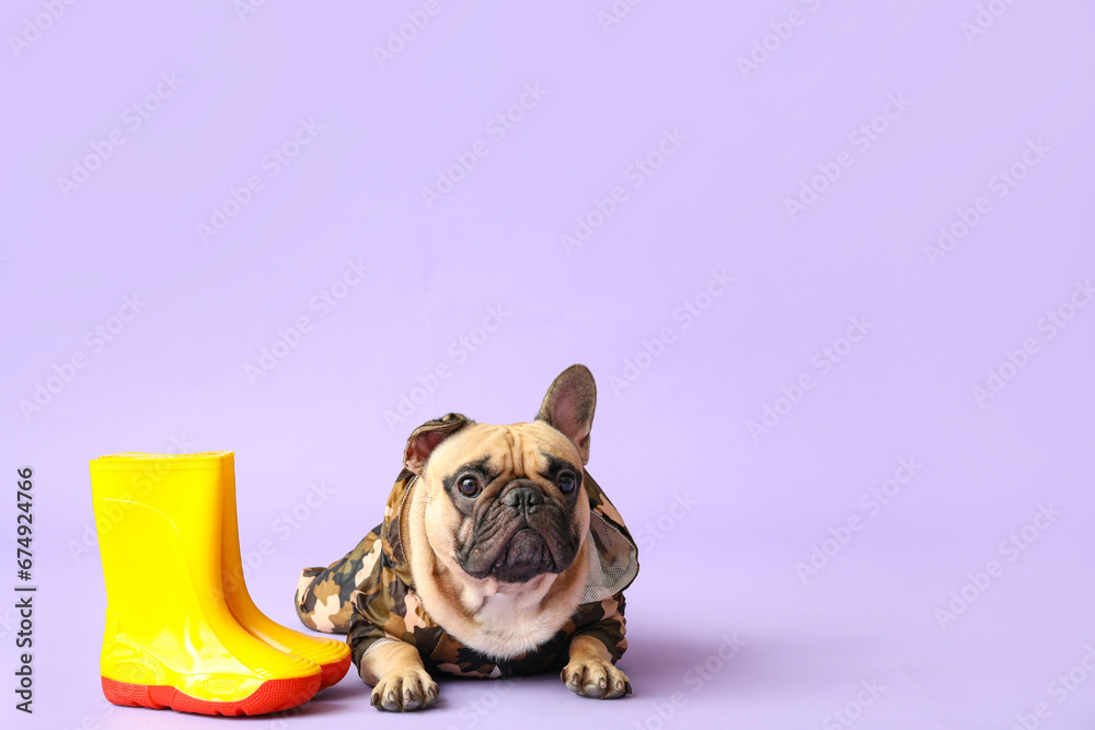 Cute French bulldog in raincoat with gumboots on lilac background