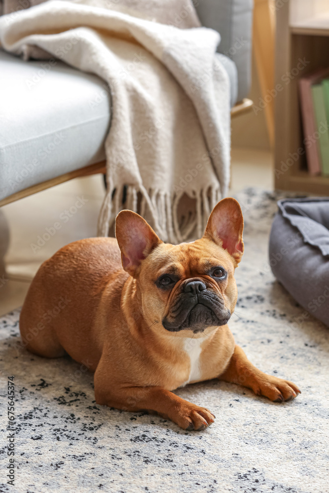 Cute French bulldog lying on carpet at home