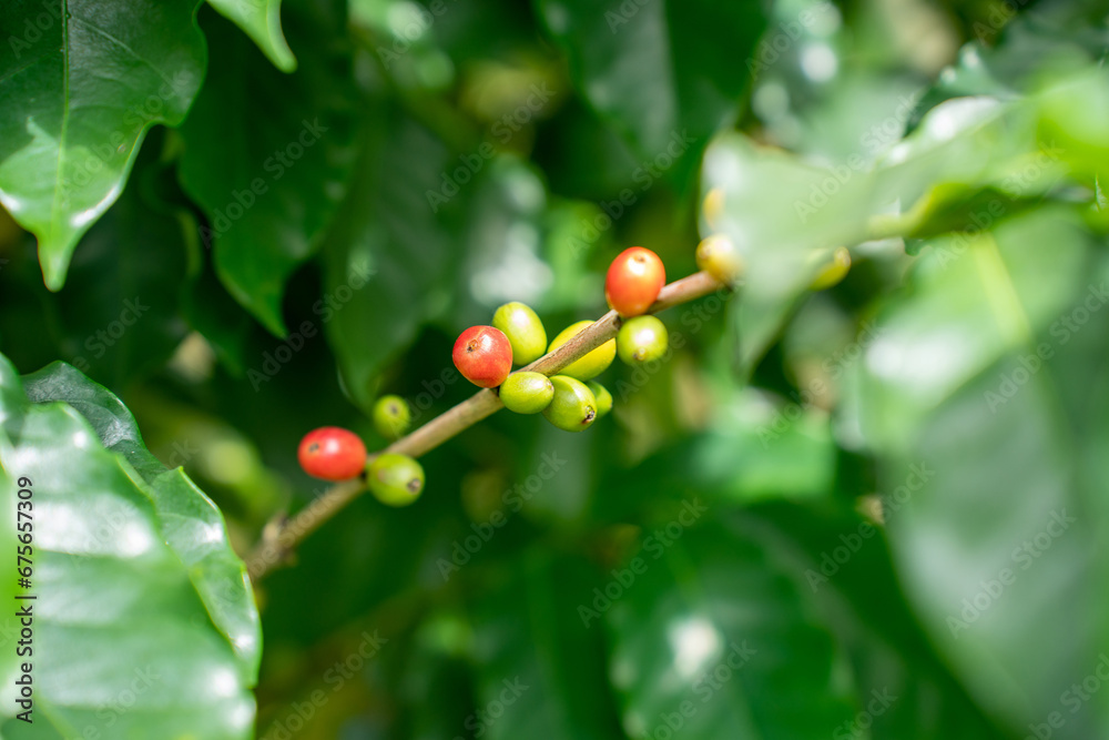 Coffee tree with fresh arabica coffee bean in coffee plantation in the mountain. Trees on an organic coffee farm. Red cherry bean arabica.