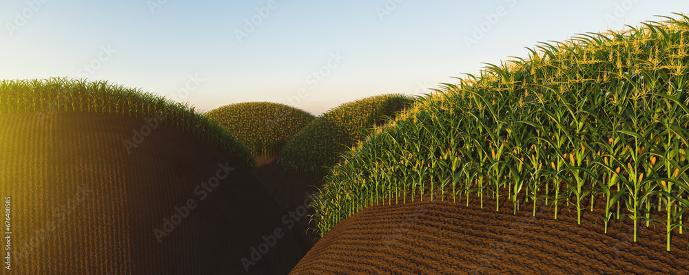 Agricultural field of corn with yellow cobs against a background of green hills and soil. Panorama of corn plants 3D