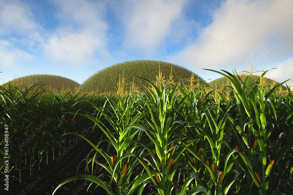 Agricultural field of corn with yellow cobs against a background of green hills and soil. Panorama of corn plants 3D