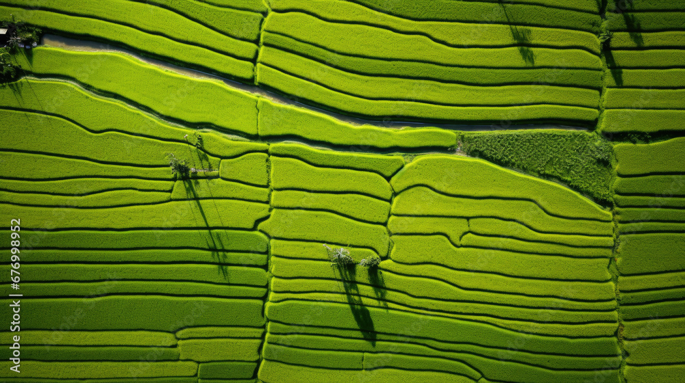 Aerial view The rice fields in the greenery The rice fields are square,green rice terraces , top view