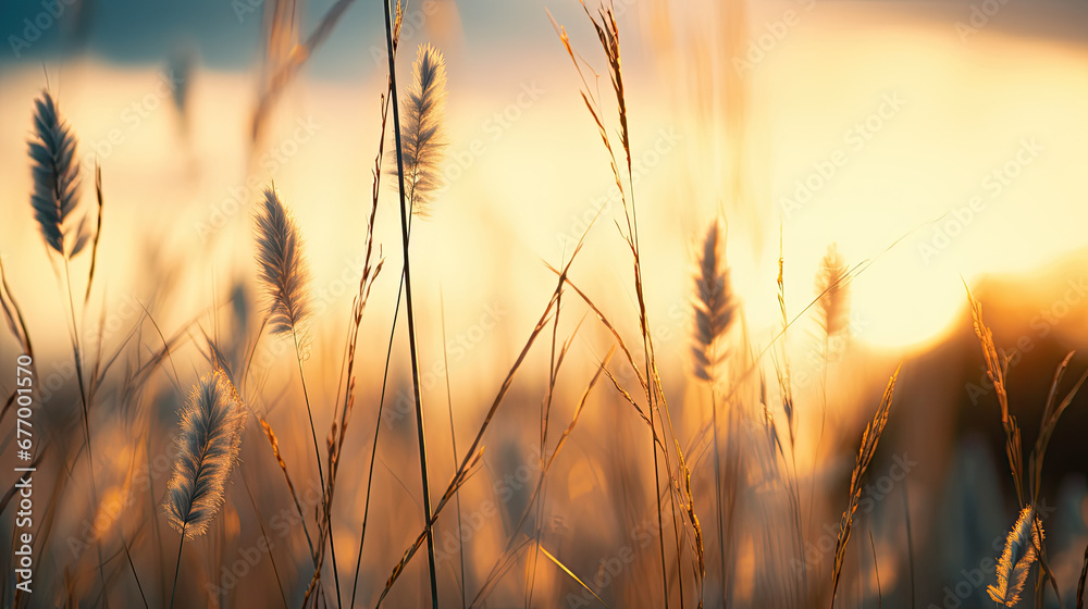 Wild grass in the forest at sunset, sunset in the field,Abstract summer nature background