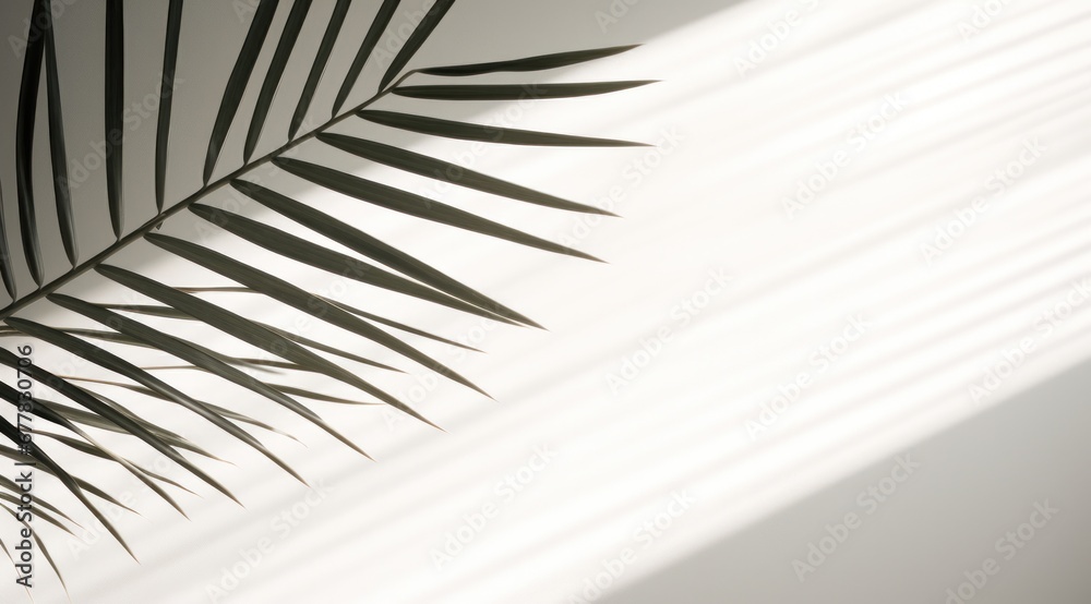 palm leaf shadow on a white surface