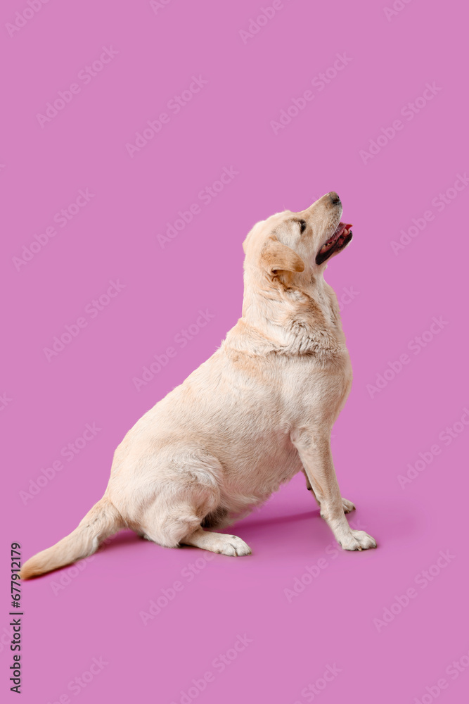 Cute Labrador dog sitting on purple background