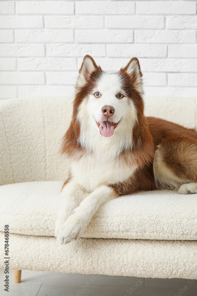 Cute Husky dog lying on sofa in living room